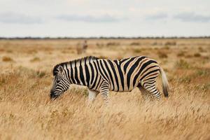Seitenansicht. Zebras in der Tierwelt tagsüber foto