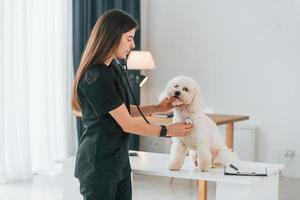 Frau benutzt Stethoskop. süßer kleiner hund ist in der tierklinik foto