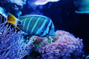 blauer Tang oder Doktorfisch im Aquarium. foto