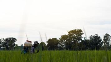 Ein Bauer sprühte Dünger in die grünen Reisfelder. foto