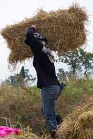 Landwirt mit Stroh Thailand. foto