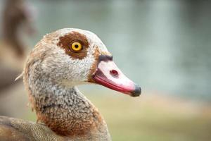 Porträt der Nilgans im Profil aus nächster Nähe foto