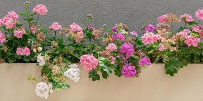 Blumenhintergrund mit schönen Blumen an der Snone-Wand foto