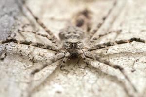 Makrofoto einer schrecklichen Spinne, die auf Baumrinde im tropischen Wald sitzt foto