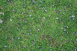 Jacaranda gefallene Blumen auf dem Hintergrund des grünen Grases foto