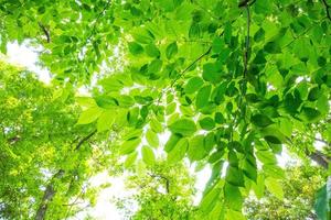 frische grüne Blätter foto