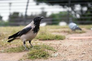 Gemeinsame schwarze und graue Krähe hautnah mit einer Taube auf dem verschwommenen Hintergrund im Park am Sommertag foto