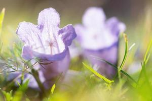 Jacaranda gefallene Blumen, die auf grünem Grasmakro liegen foto