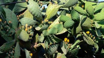 Hintergrund mit grünem Opuntia-Kaktus, auch bekannt als Kaktusfeige foto