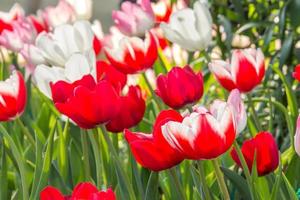 rote Tulpen und rosa Tulpe