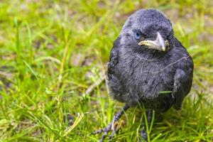 Schwarze Krähendohle mit blauen Augen, die im grünen Gras sitzen. foto