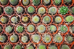 Kaktustopf dekorieren im Garten verschiedene Arten schöner Kaktusmarkt oder Kaktusfarm foto