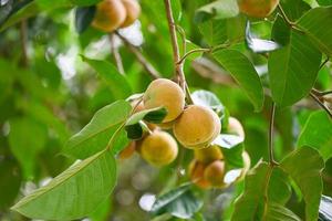 santol-frucht im sommer in thailand, reife santol auf der tropischen frucht des santol-baums foto