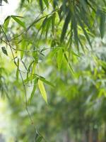 Bambusbaum, der im Garten blüht, grüne Blätter auf Naturhintergrund foto