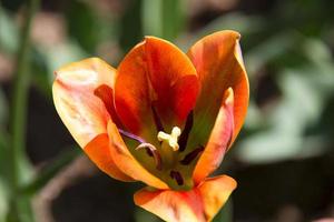 Nahaufnahme einer orangefarbenen Tulpe