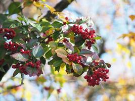 Rote sibirische Krabbenapfelfrucht auf einem jungen Baum in der Herbstsaison, wilde Beeren, malus baccata Naturhintergrund foto