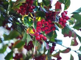 Rote sibirische Krabbenapfelfrucht auf einem jungen Baum in der Herbstsaison, wilde Beeren, malus baccata Naturhintergrund foto