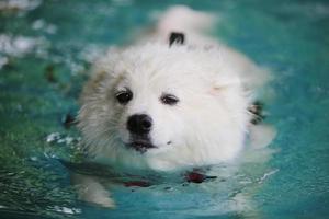 Samojeden tragen eine Schwimmweste und schwimmen im Swimmingpool. Hund schwimmen. foto