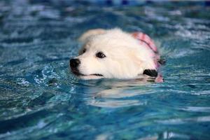 Samojeden tragen eine Schwimmweste und schwimmen im Swimmingpool. Hund schwimmen. foto