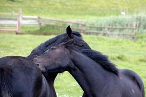 Zwei dunkle Pferde, die sich auf einem Feld in Devon aneinander schmiegen foto