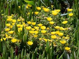 goldmünze, mediterranes strandgänseblümchen foto