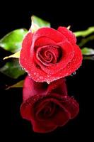 Rose rot Nahaufnahme