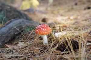 Roter Fliegenpilz oder Amanita-Pilz auf herbstlichen Kiefernnadeln foto