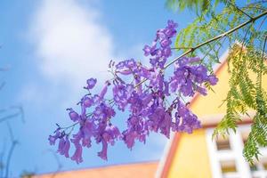 violett gefärbte Blätter der Jacaranda mimosifolia, einem subtropischen Baum, der in Da Lat beheimatet ist. Bignoniaceae schmücken die Sommerlandschaft mit ätherischer Schönheit. foto