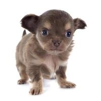 Welpe Chihuahua foto