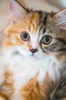 Porträt einer kleinen Kätzchen-Nahaufnahme foto
