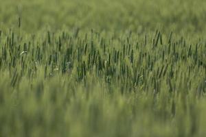 isolierte weizen im feld foto