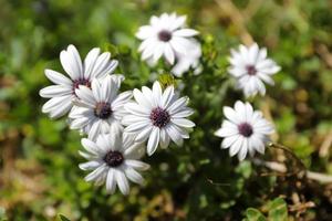 lilaäugiges afrikanisches Gänseblümchen foto