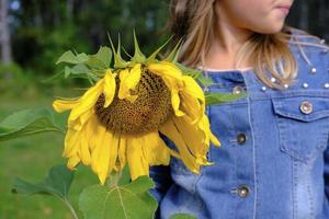 Blondes Mädchen, das eine Sonnenblume hält. Sommerferien. foto