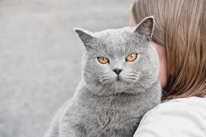 süße graue britische kurzhaarkatze, die in die kamera schaut und auf den händen des mädchens sitzt. kleines Mädchen, das ihre Hauskatze umarmt oder kuschelt. nicht erkennbarer Mensch. Konzept der Tierfreunde foto