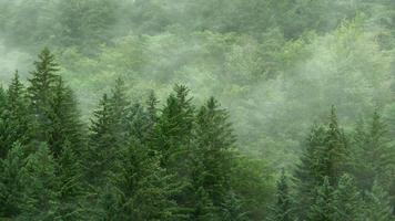 immergrüner Wald im Nebelhintergrund