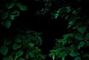 tropischer regenwald laub pflanzen büsche auf dunklem hintergrund foto