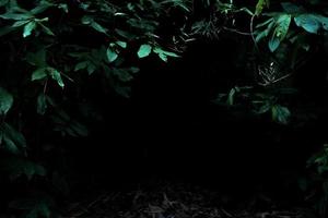 tropischer regenwald laub pflanzen büsche auf dunklem hintergrund foto