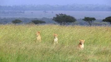 Löwenbabys in der Savanne