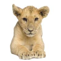 Löwenbaby (4 Monate)