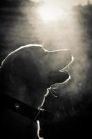 Schwarzweiss-Porträt eines Labradors
