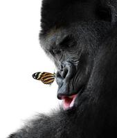 Gorilla und Schmetterling Tier Freundschaft