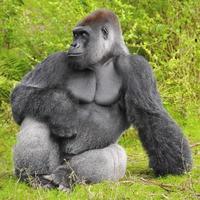 Gorilla-Profil foto