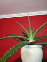 Aloe in einem weißen Topf auf einem roten Wandhintergrund foto