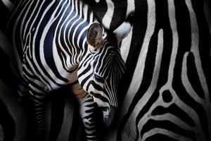 Zebra foto