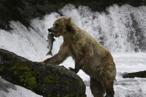 Grizzlybären foto