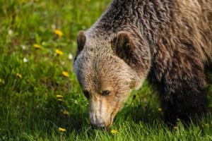 Grizzlybär (ursus arctos horribilis) foto