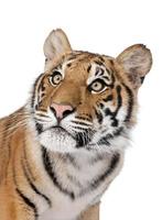Nahaufnahmeporträt des Bengal-Tigers gegen weißen Hintergrund foto