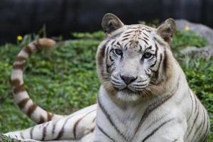 weißer Tiger, der auf Wildnis sitzt foto