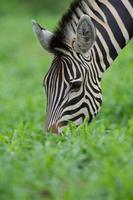 Zebra füttern foto