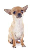 Welpe Chihuahua foto